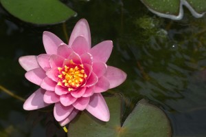 lotus